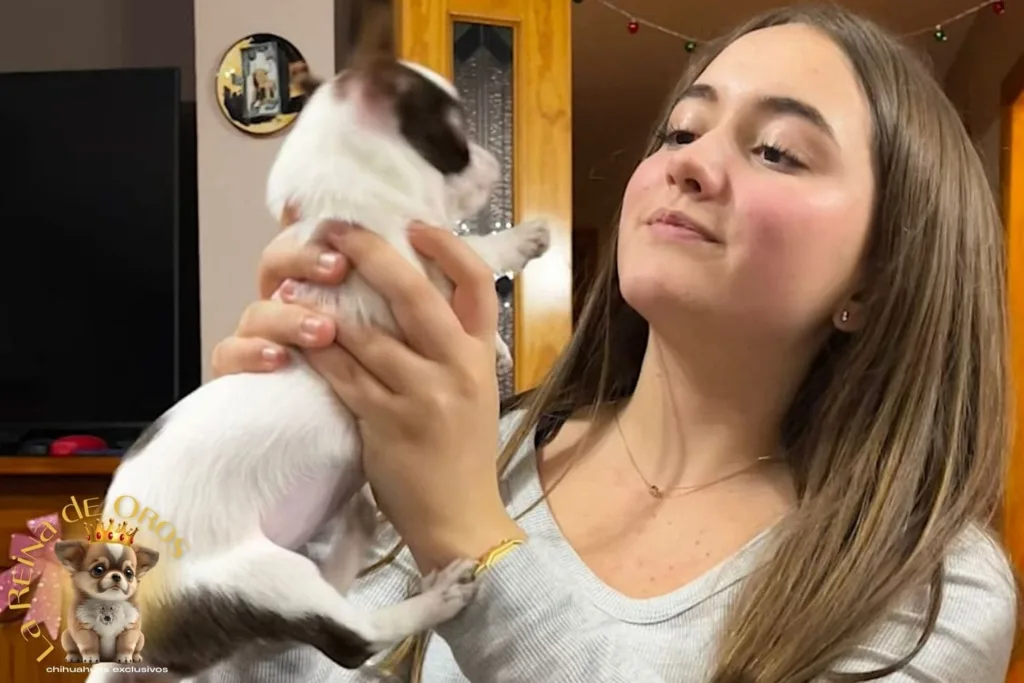 un niño cogiendo a un chihuahua educadamente