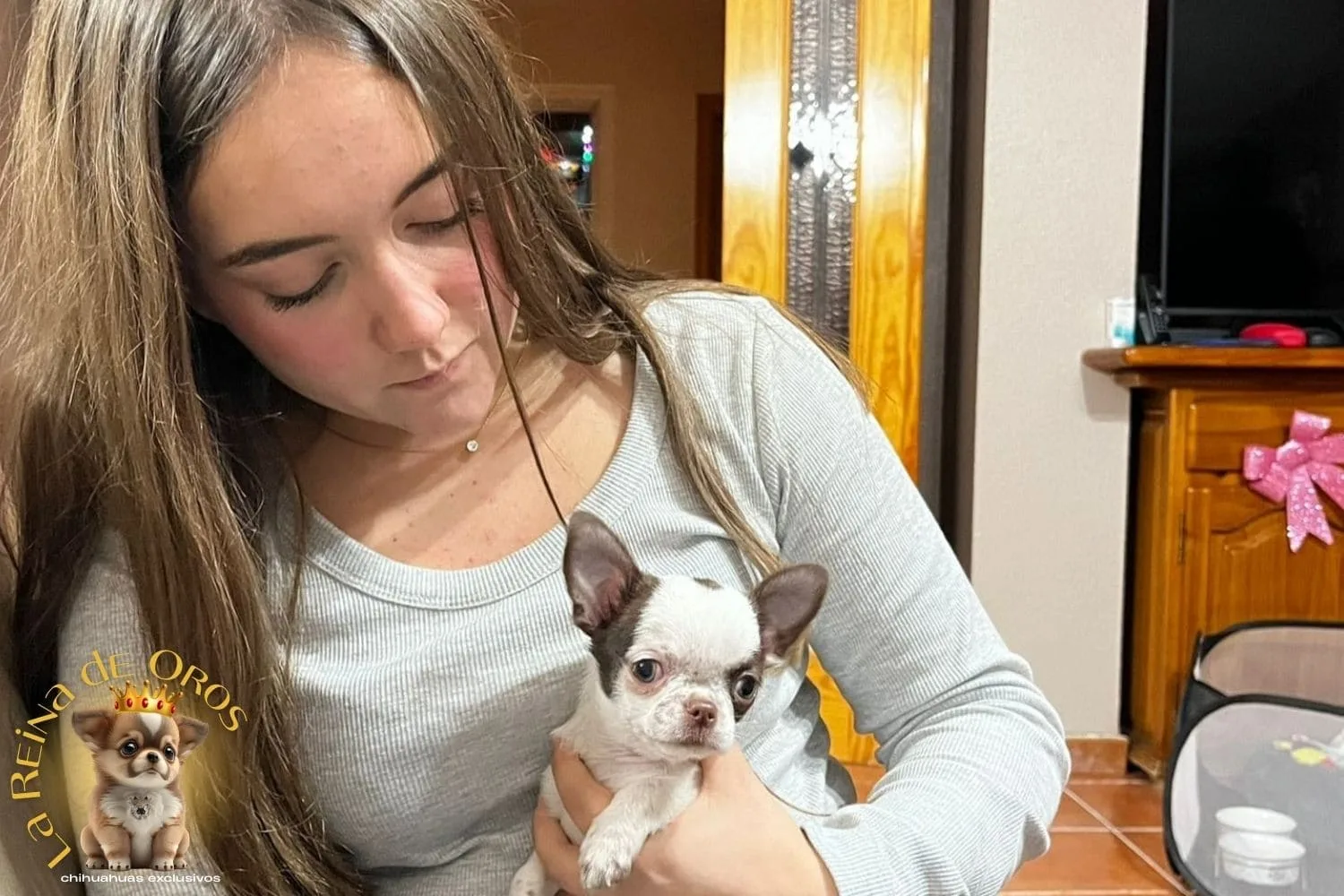 Chihuahuas y Niños