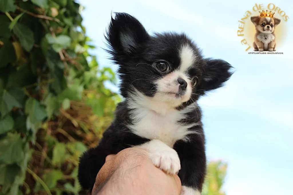 elegir buen criador de chihuahua en españa
