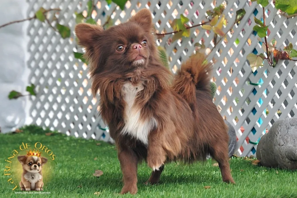 como elegir un buen criador de chihuahua en españa