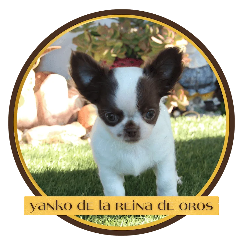 comprar chihuahua yanko