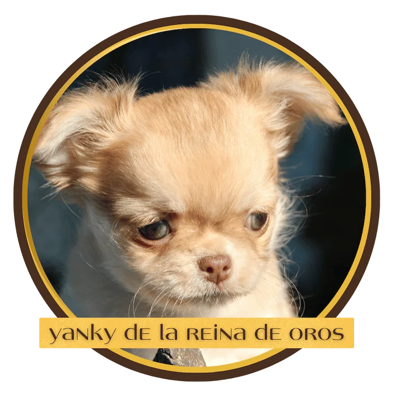 comprar chihuahua yanky