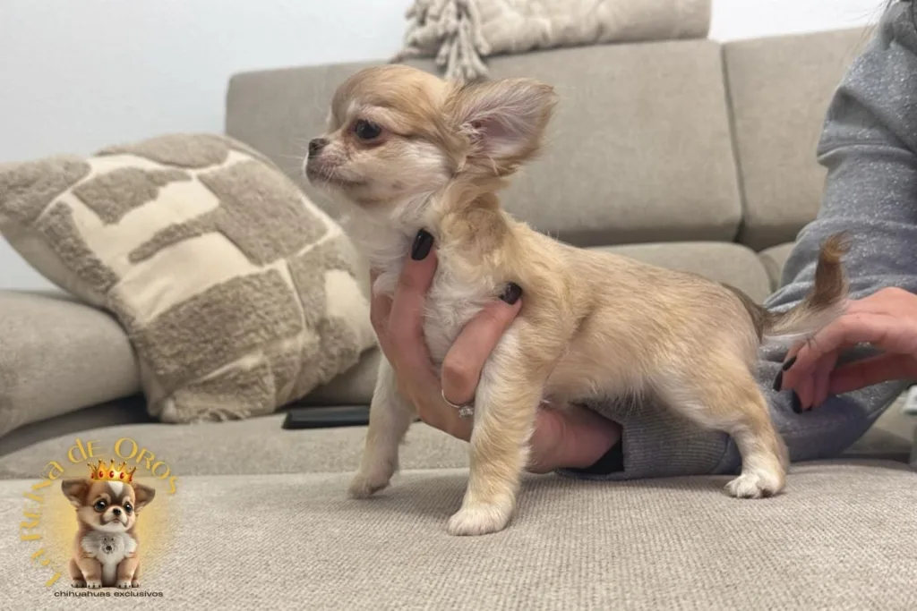 comprar chihuahuas en huelva