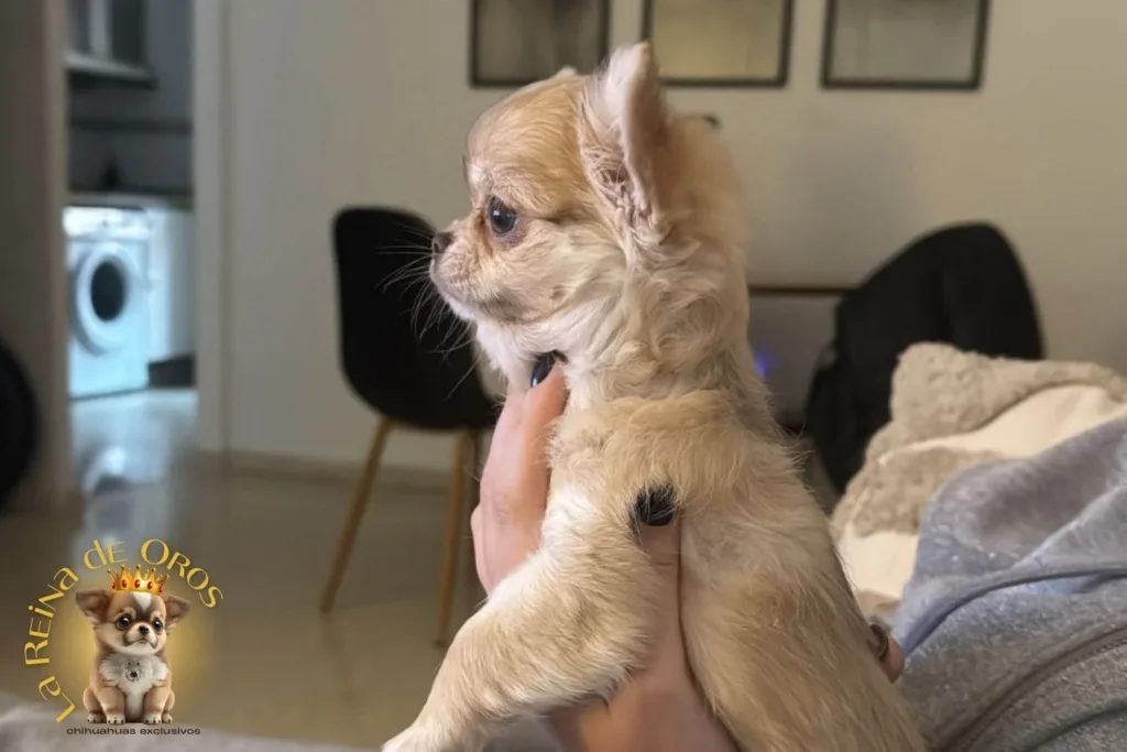 comprar un chihuahua en huelva