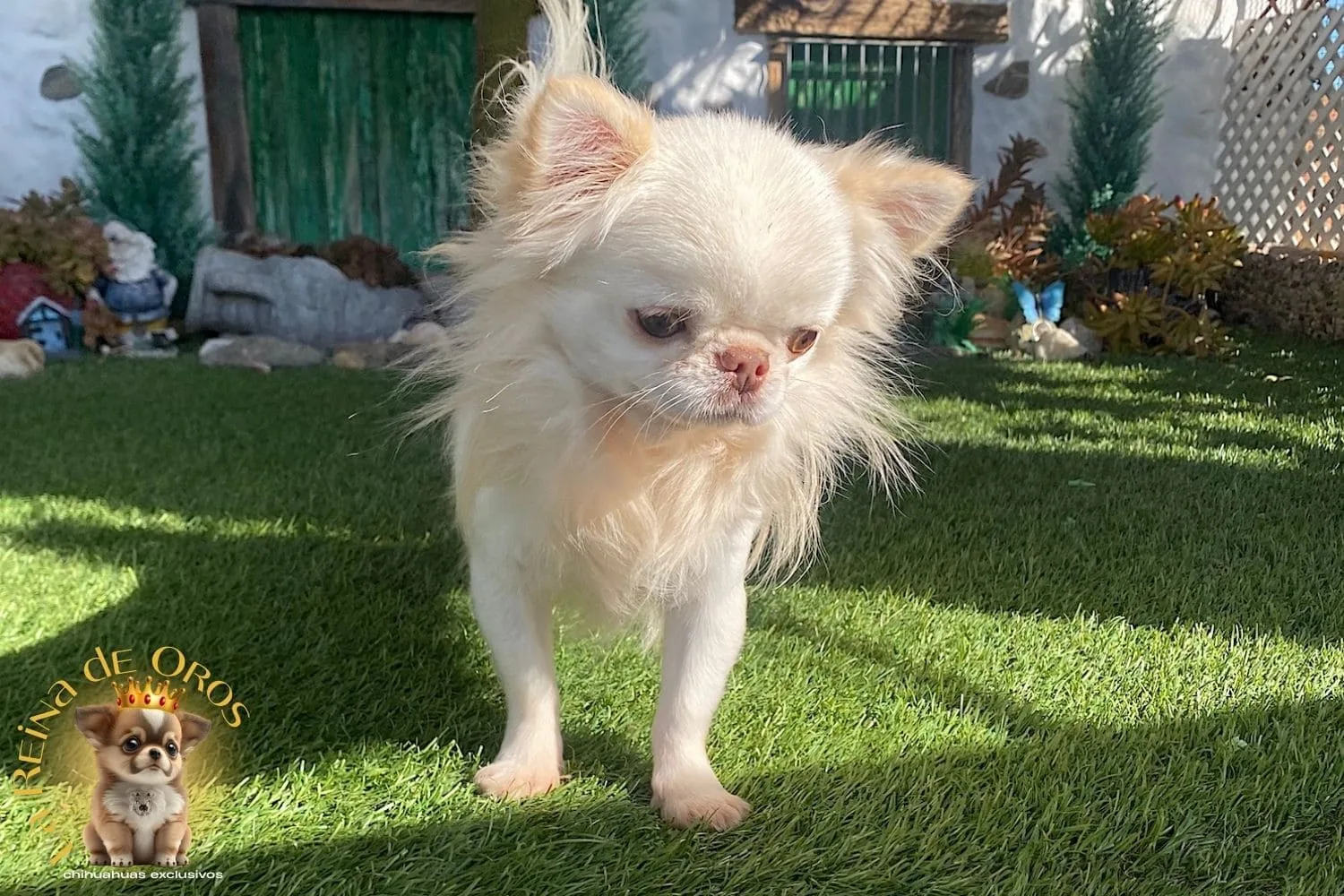 comprar un chihuahua en milanuncios