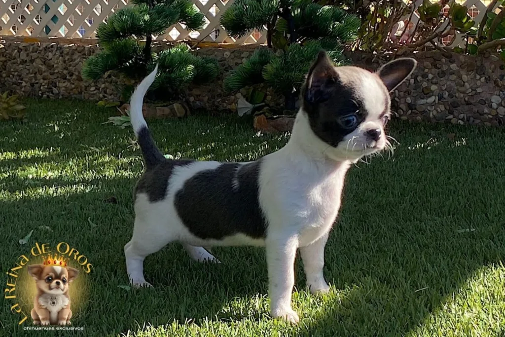 cual es la altura del chihuahua