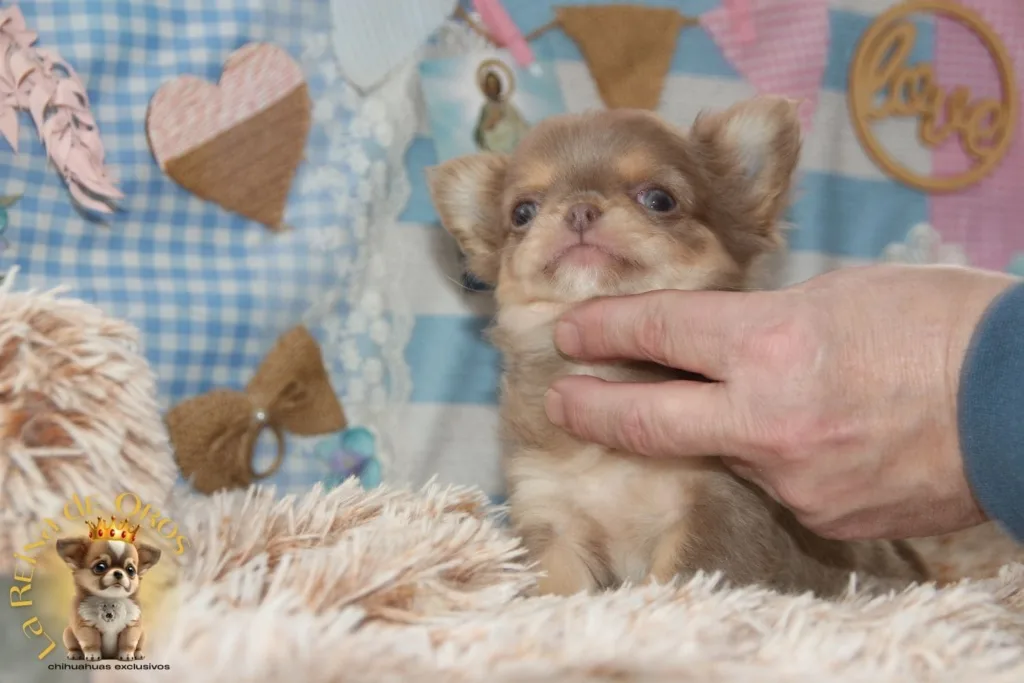 el caracter del chihuahua