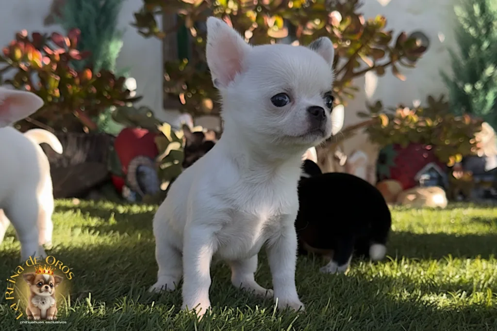 el valor real de un chihuahua