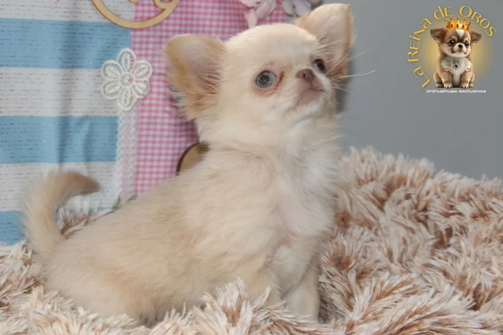 elegir criador chihuahua españa