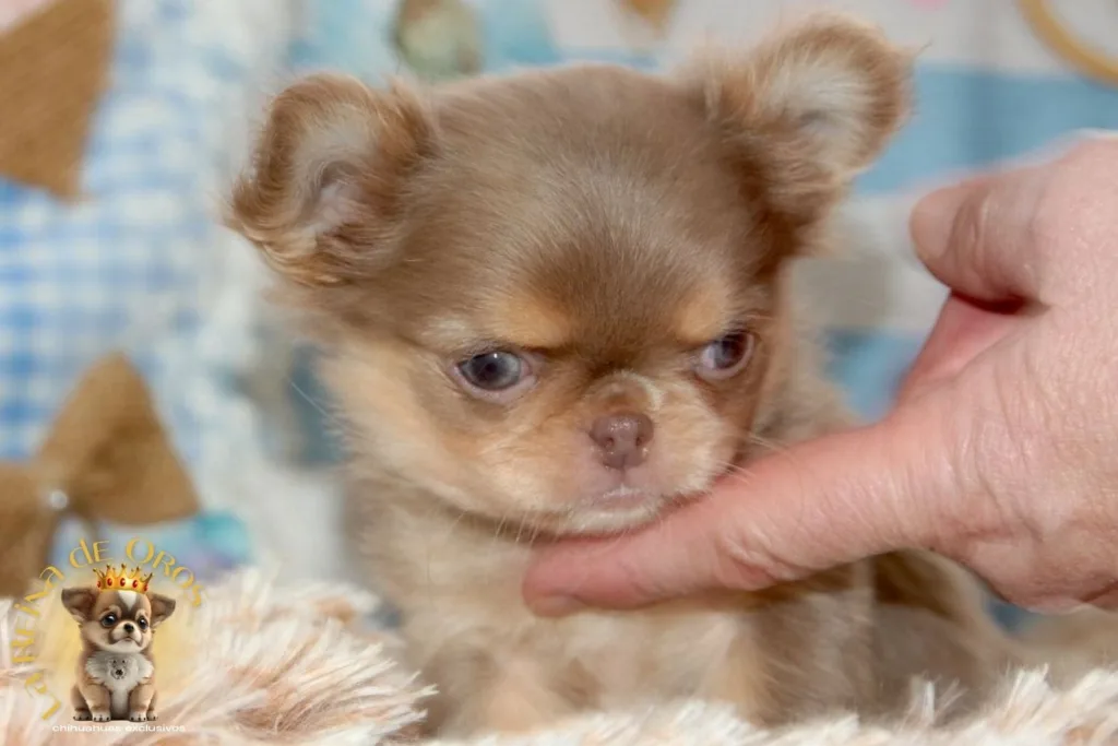 guia oficial chihuahua