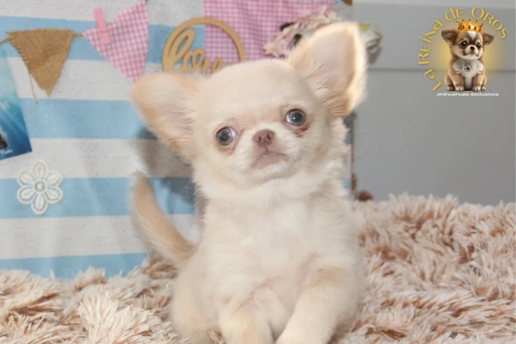 guia oficial del chihuahua