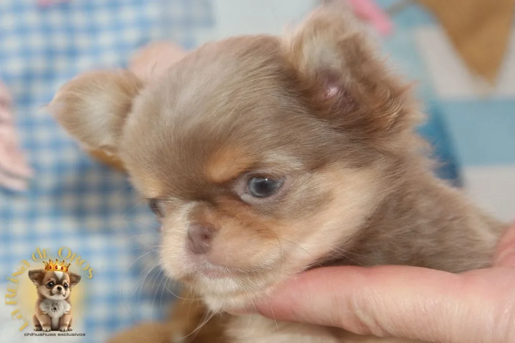 guia oficial raza chihuahua