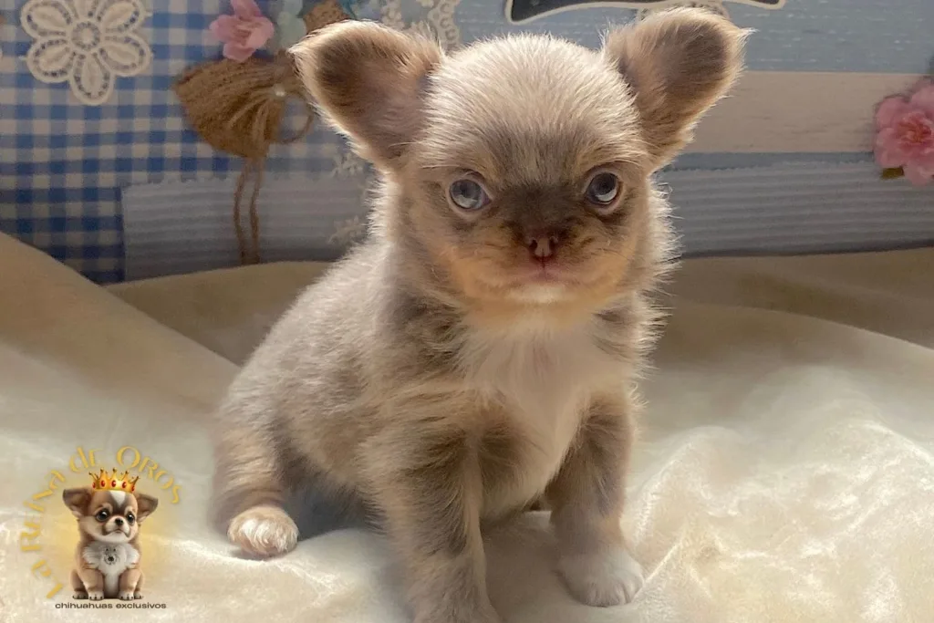 hipoglucemia en chihuahuas