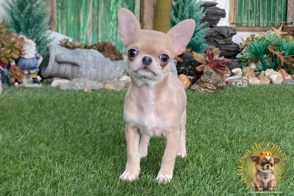 afijo chihuahua la reina de oros