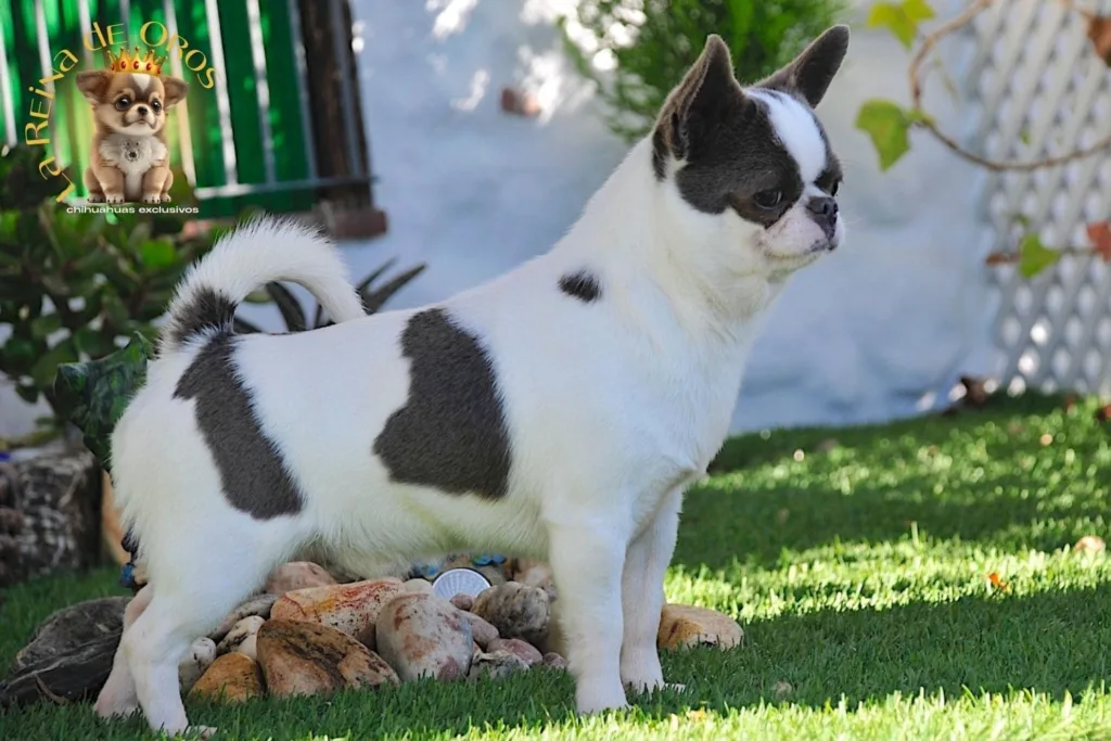 lineas de chihuahuas