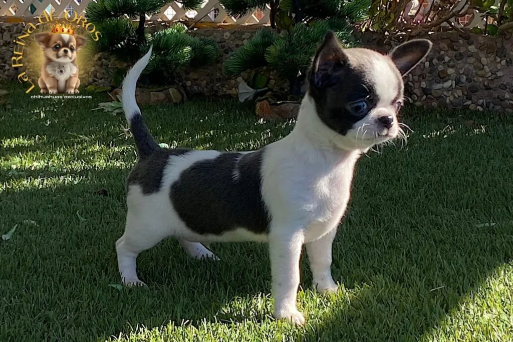 lineas de chihuahua rusos