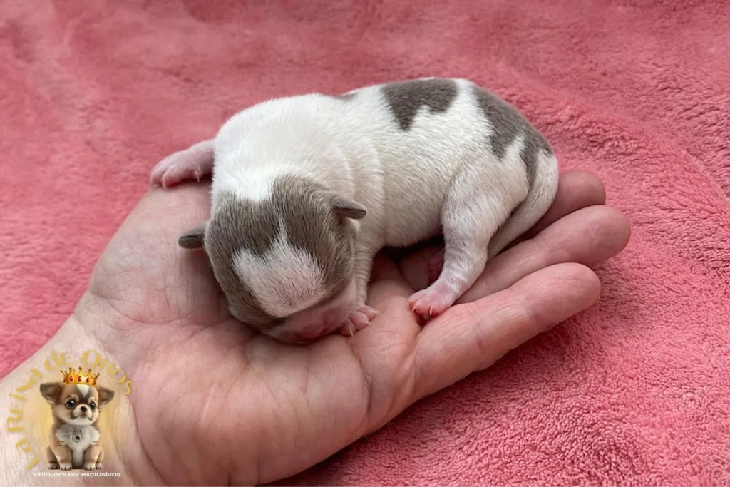 trabajo interno cria de chihuahuas