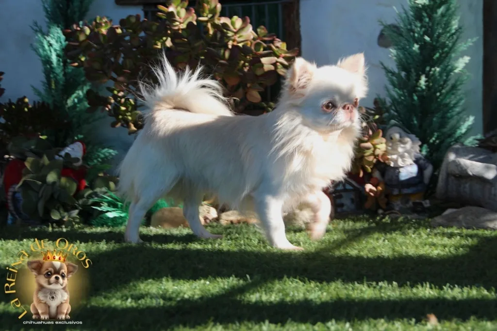 macho chihuahua adulto faraon