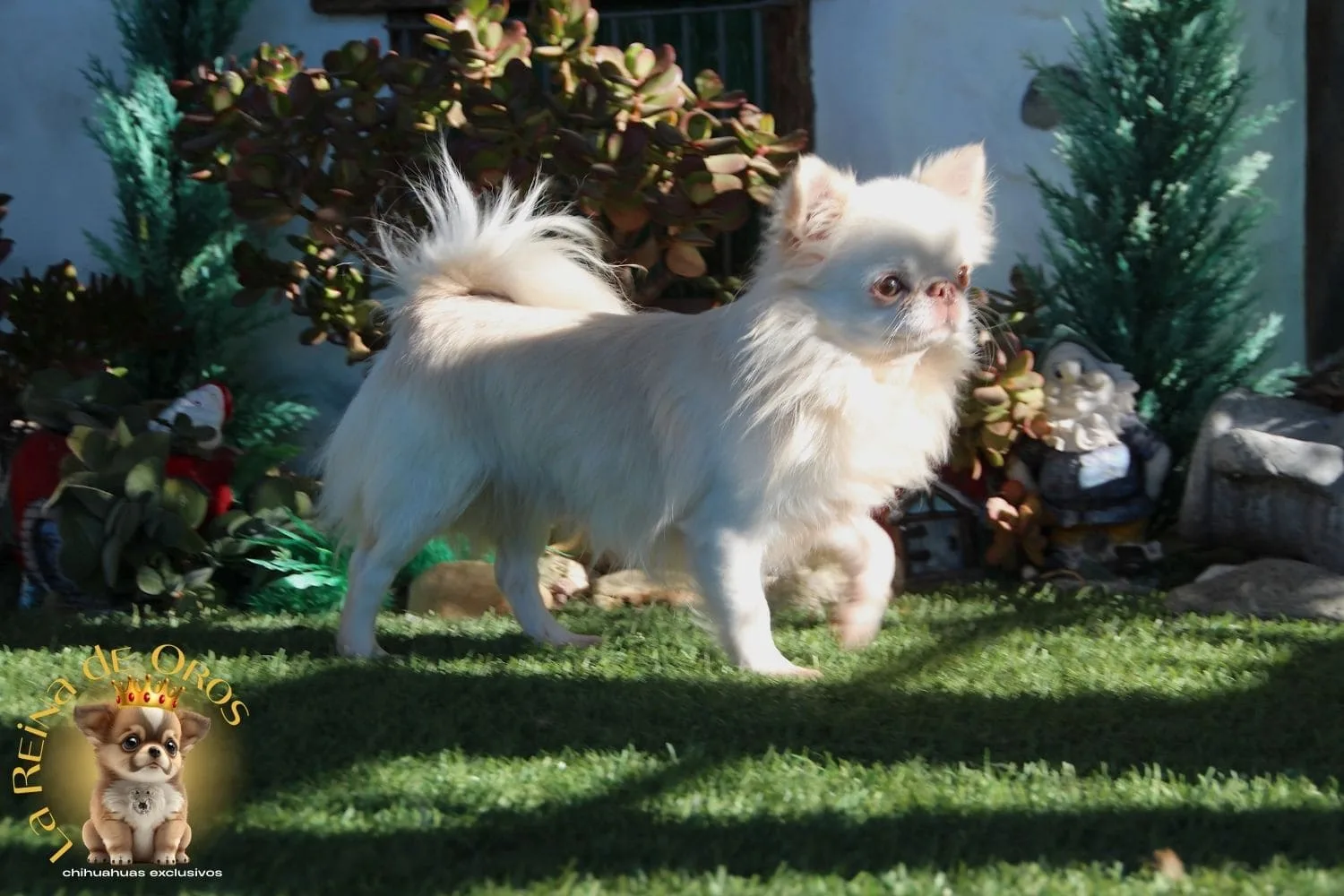 Machos Chihuahua