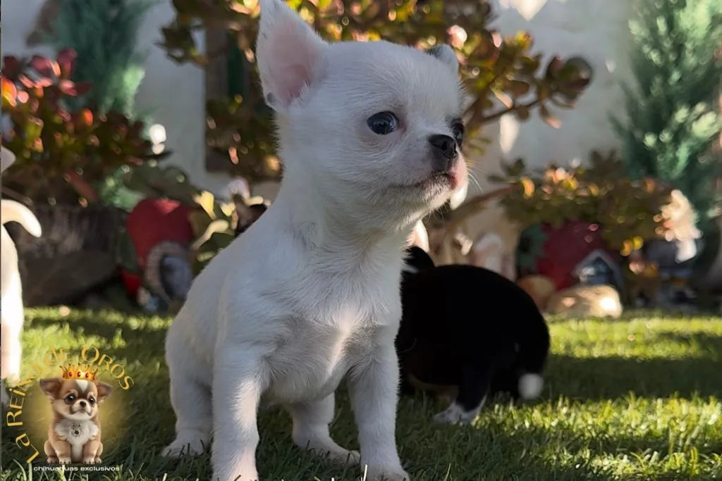 medir altura del chihuahua