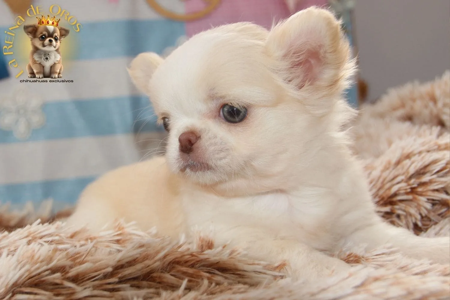Mejor Criadero de Chihuahuas en España