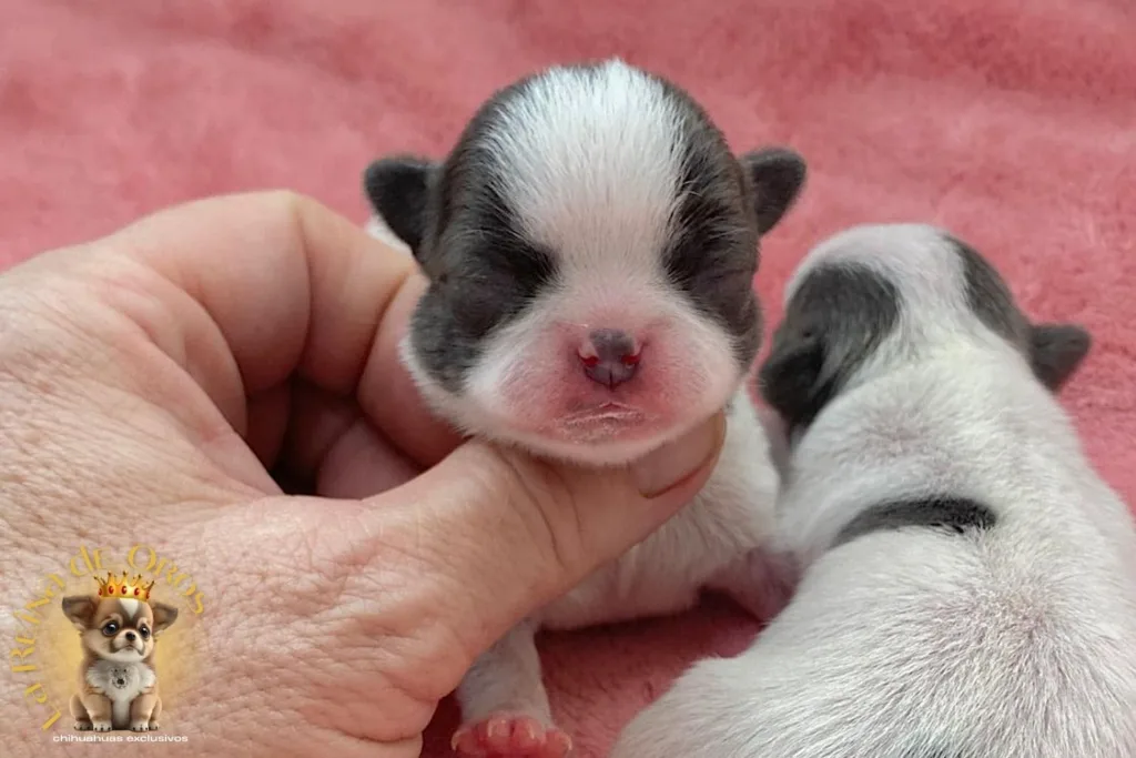 nacimientos de chihuhaua en criadero