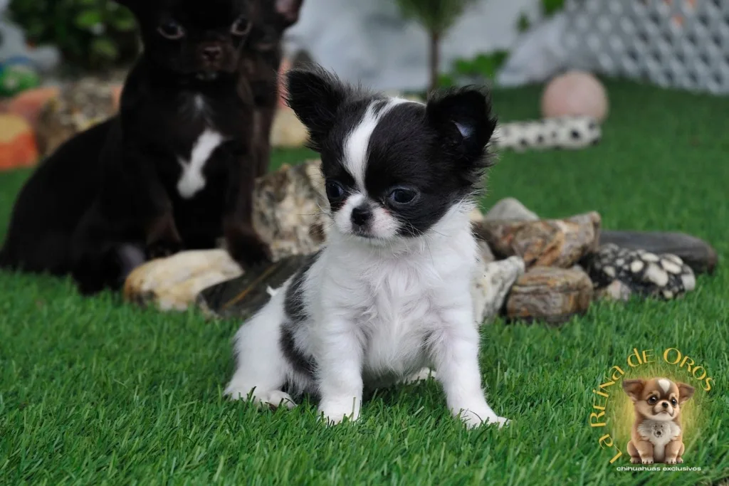 señales para reconocer un chihuahua equilibrado