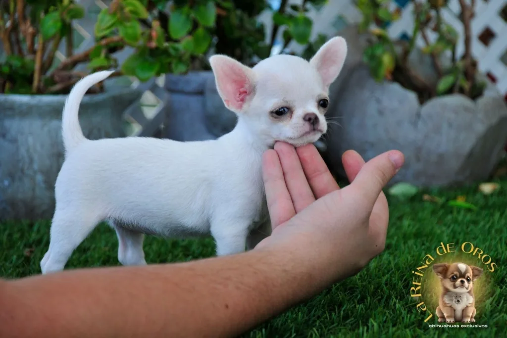 reconocer un chihuahua equilibrado