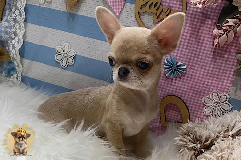 valor real chihuahuas