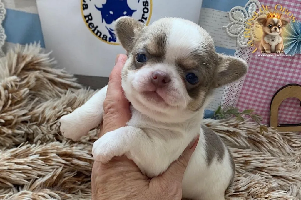 cachorro chihuahua con sobrepeso