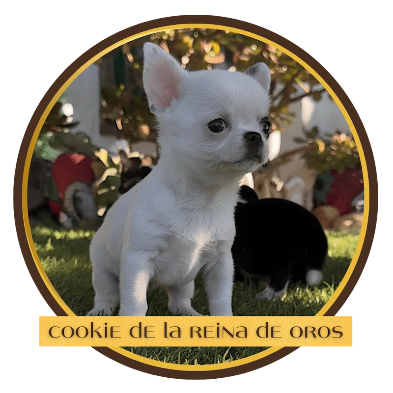 cachorro chihuahua cookie de la reina de oros