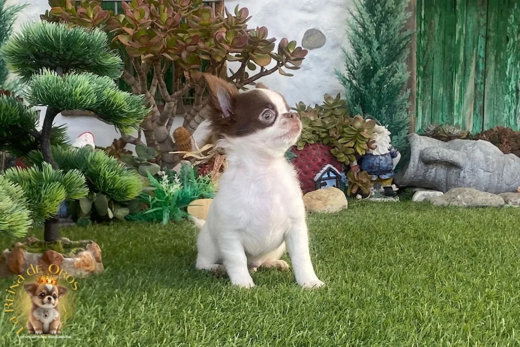 cachorro chihuahua yanko en venta