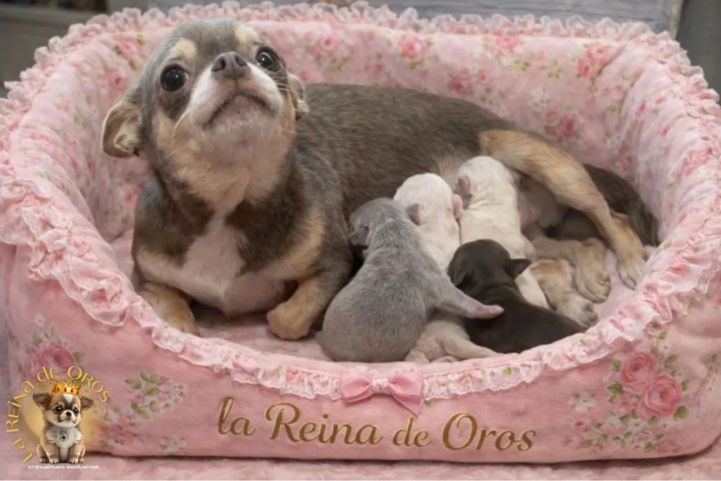 camada de chihuahuas