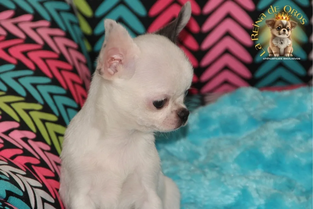 chihuahua en san valentin