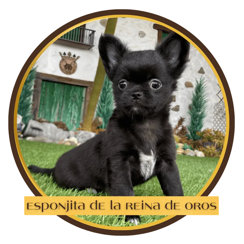 chihuahua esponjita de la reina de oros