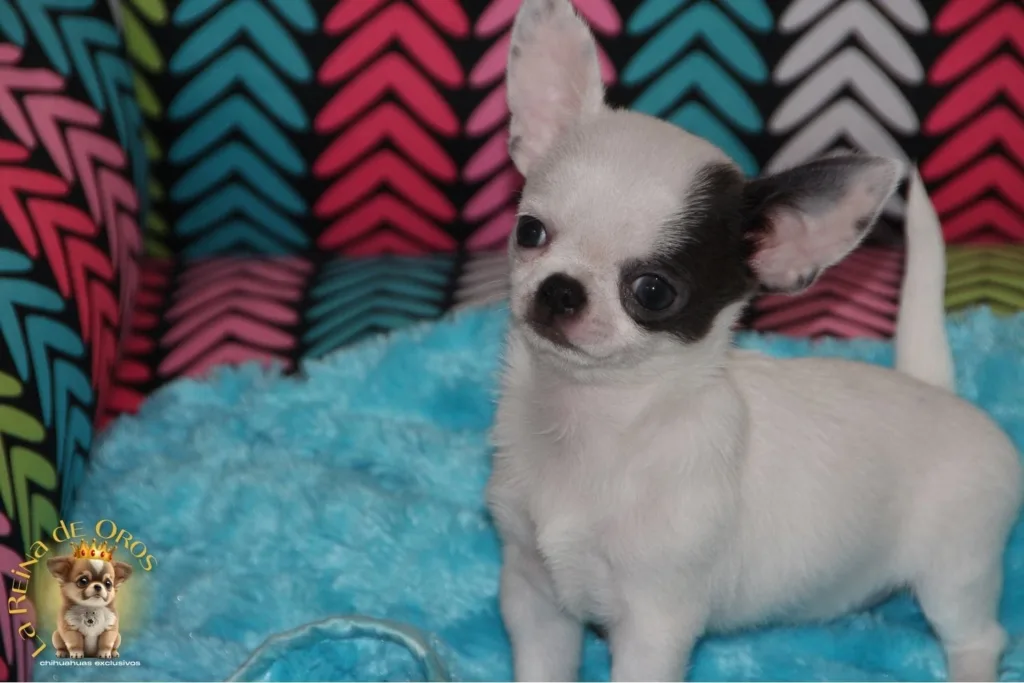 chihuahua lleida