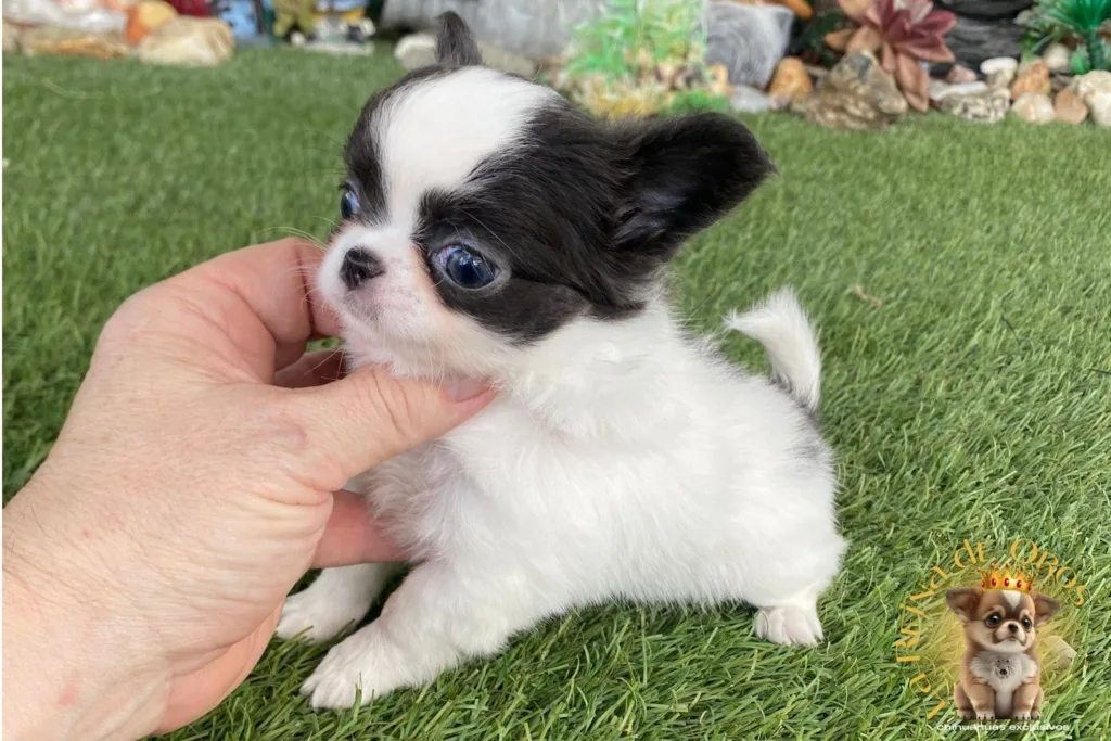 chihuahuas de alta seleccion