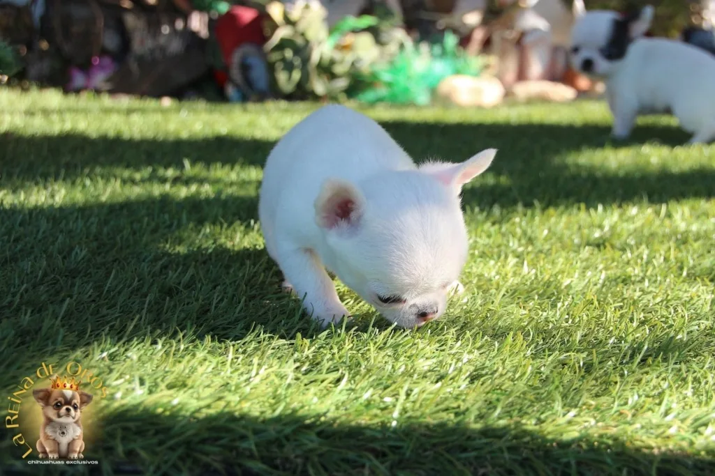 chihuahuas en marbella la reina de oros