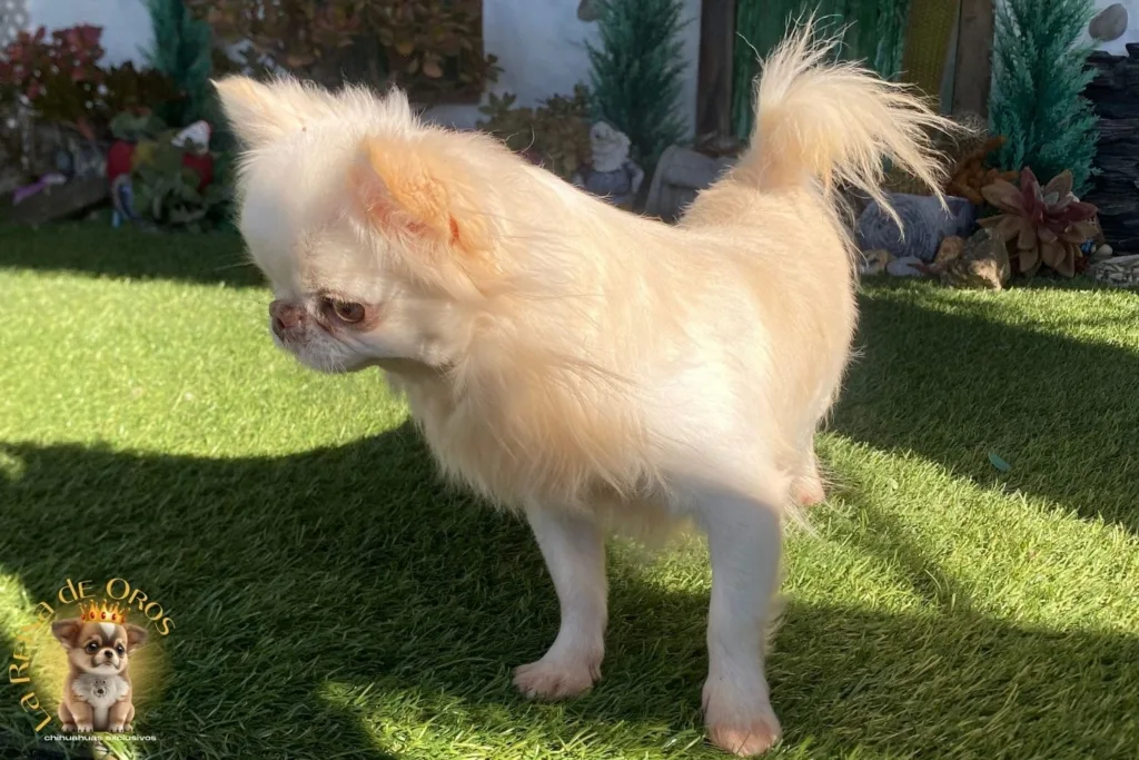 chihuahuas en primavera procesionaria