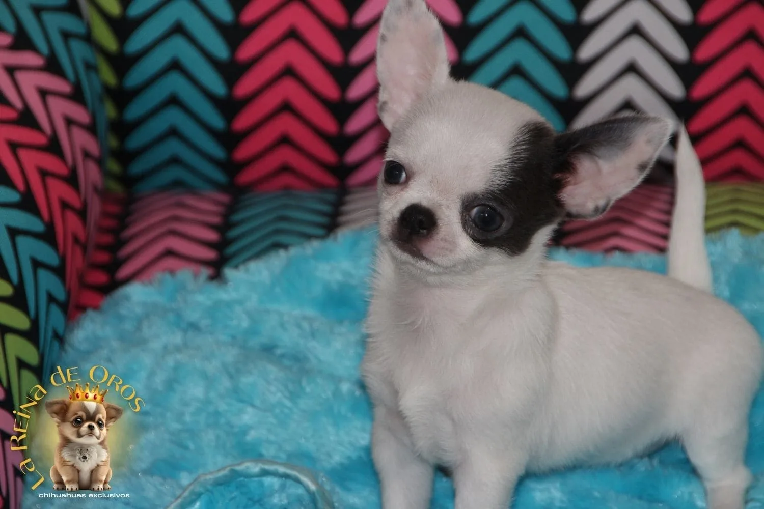 Chihuahuas en San Valentin