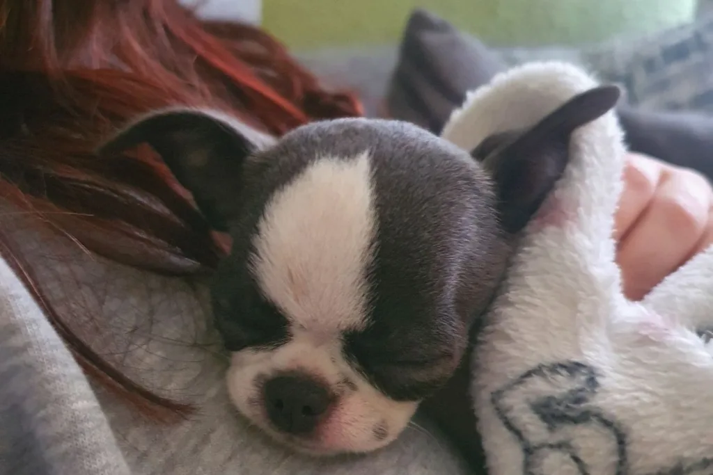 chihuahuas en zaragoza la reina de oros