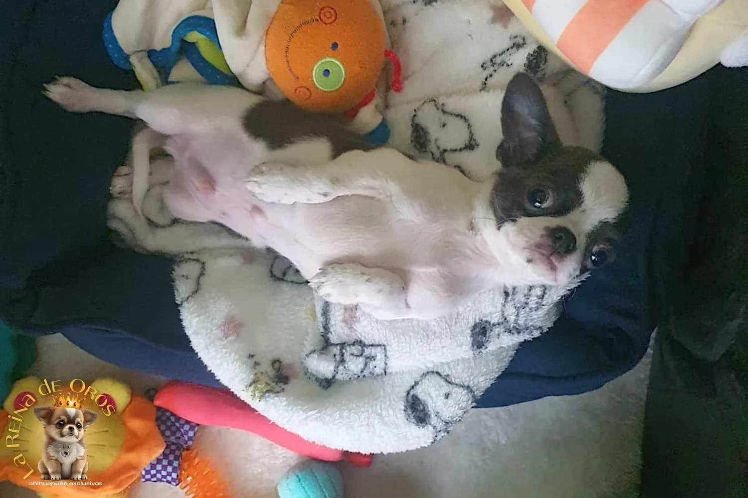 Cliente con cachorro Nano de La Reina de Oros