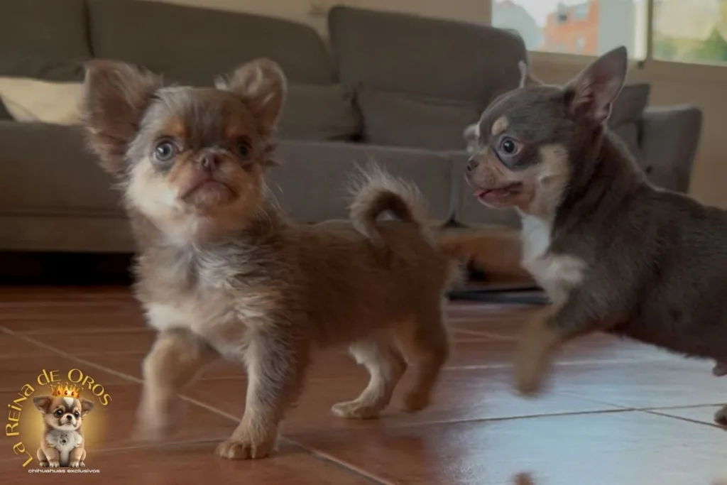 chihuahuas la reina de oros en alicante