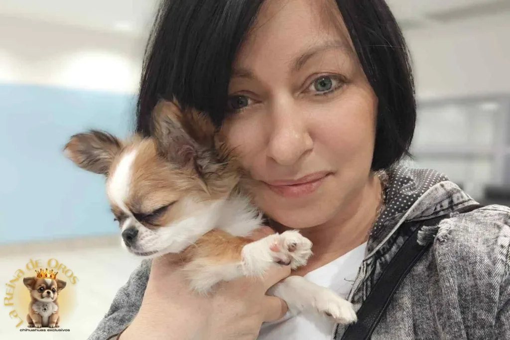 chihuahuas la reina de oros en polonia con cliente