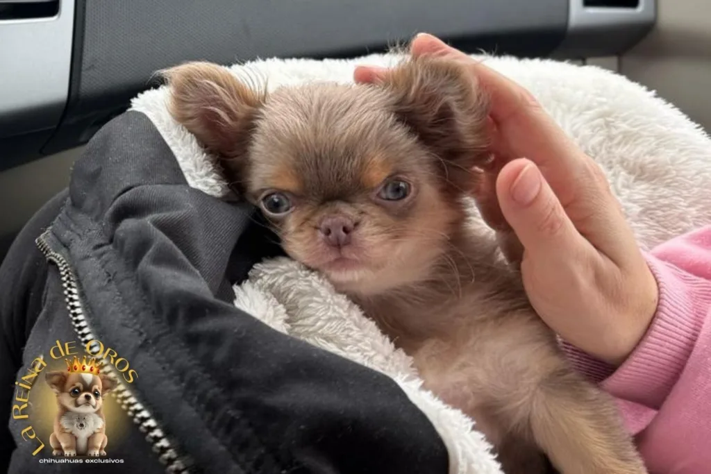 chihuahuas la reina de oros en san valentin