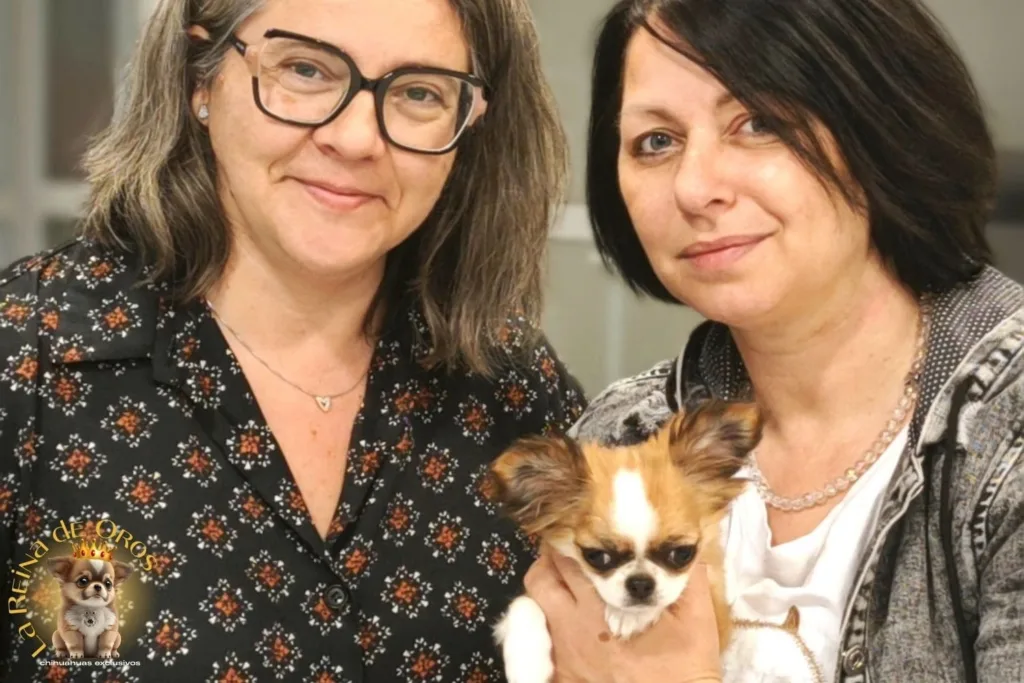 chihuahuas la reina de oros polonia