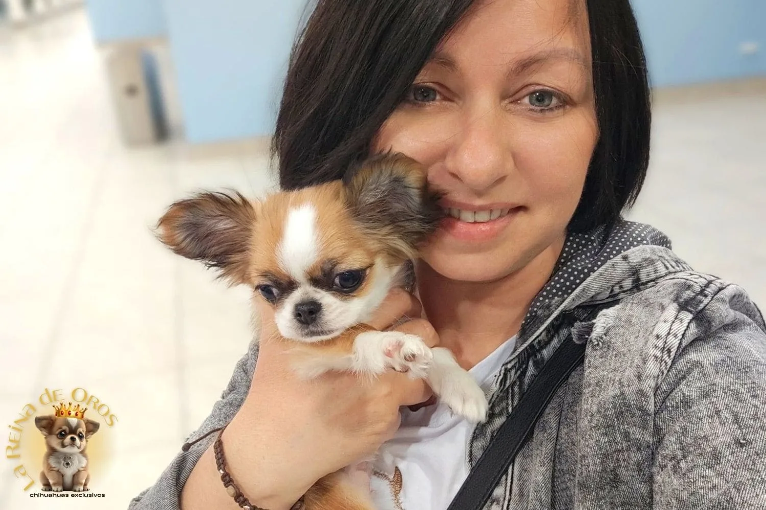 chihuahuas en polonia