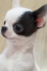 comprar chihuahua en lleida