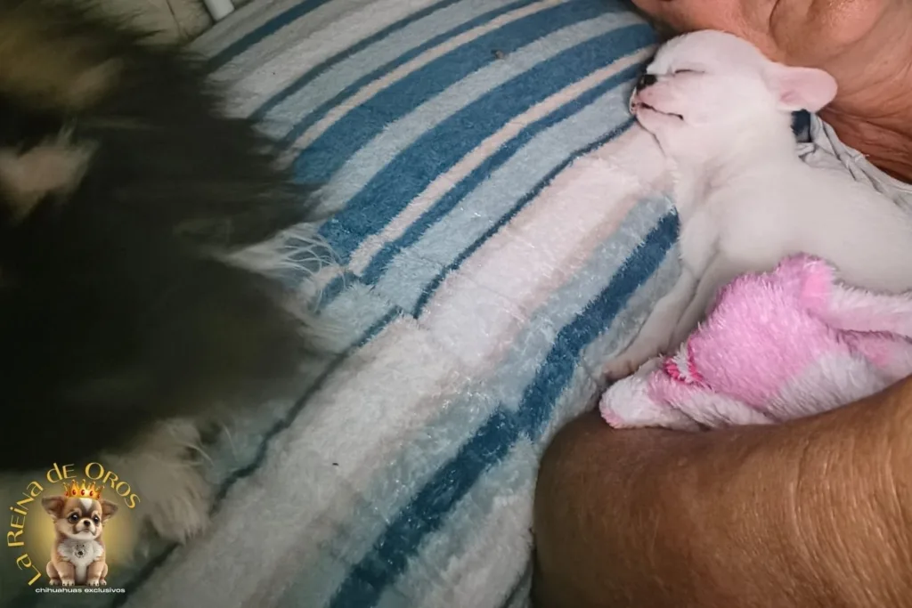 comprar chihuahuas en marbella