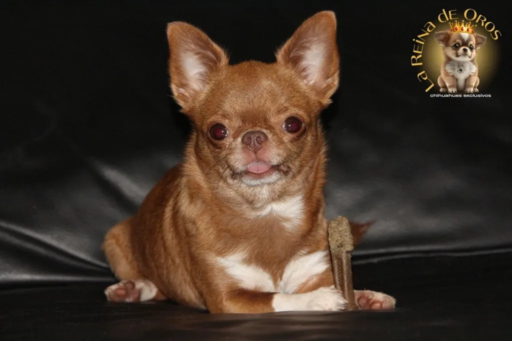 el sobrepeso en cachorros chihuahua